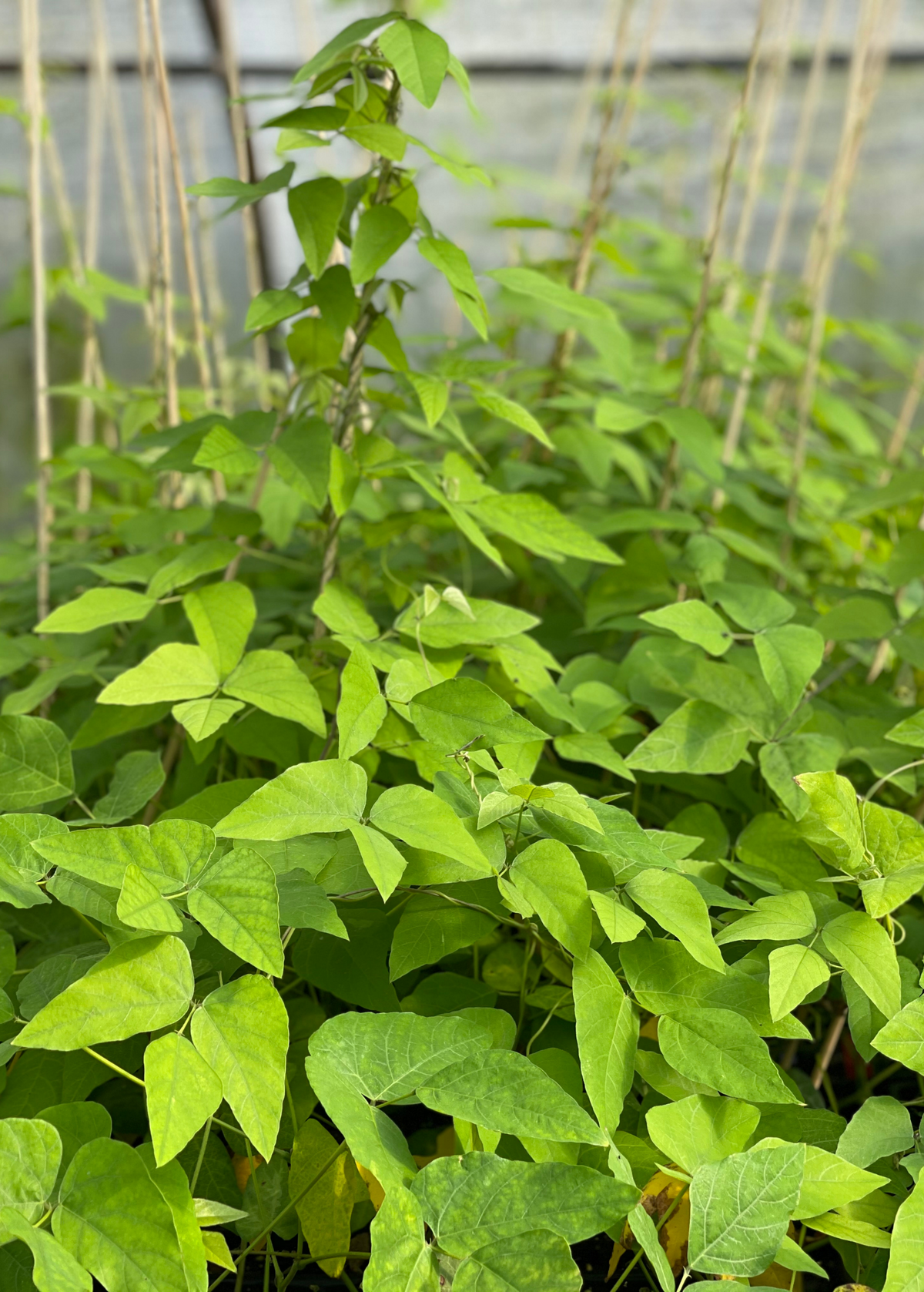 Velvet Bean (Mucuna pruriens)