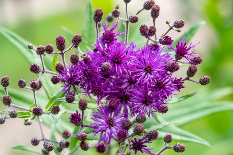 Vernonia Angustifolia Seeds - 100 Narrowleaf Ironweed Seeds, Purple Blooms, Native Perennial Wildflower, Pollinator Plant