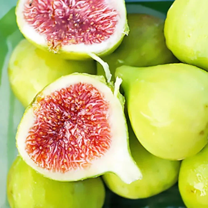 Unrooted Verte Fig Tree Cuttings - Ficus carica Green Variety for Rooting & Propagation - Fresh Scion Wood for Grafting