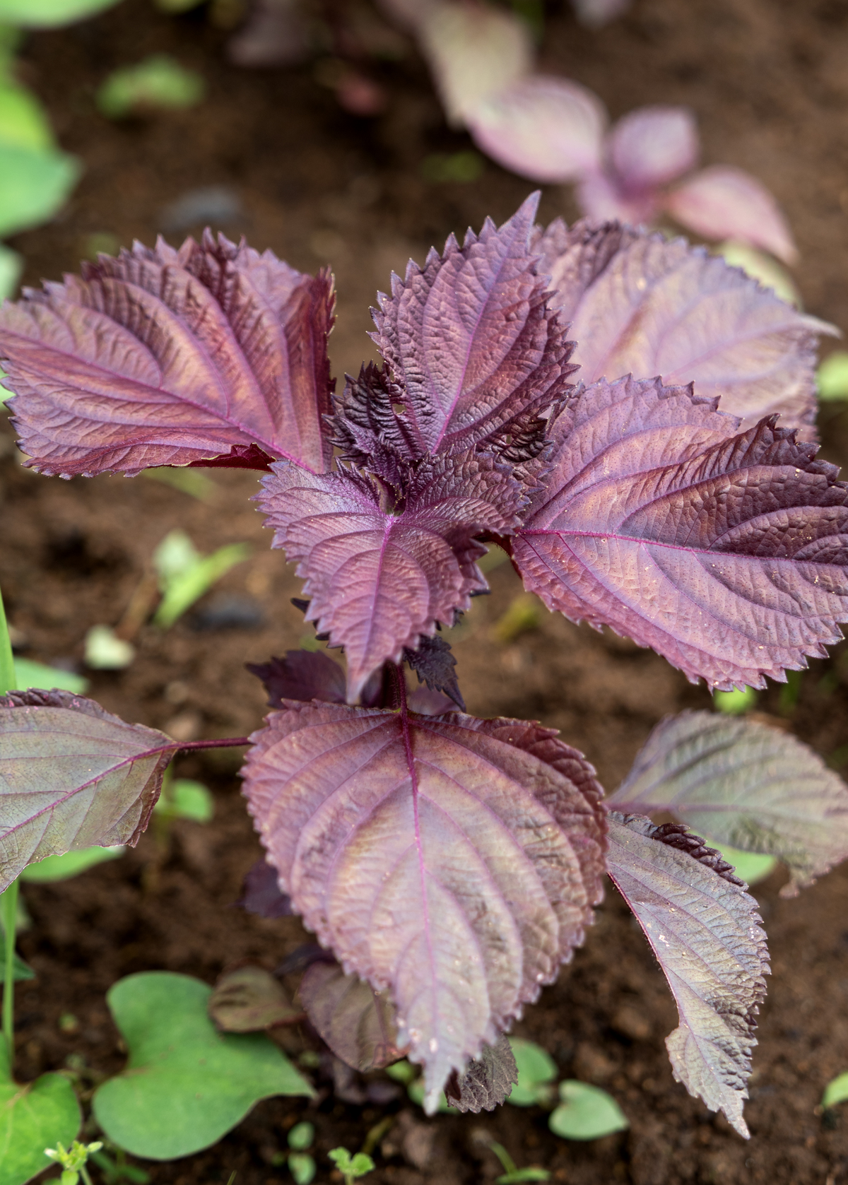 Vietnamese Perilla, Lá Tía Tô (Perilla frutescens)