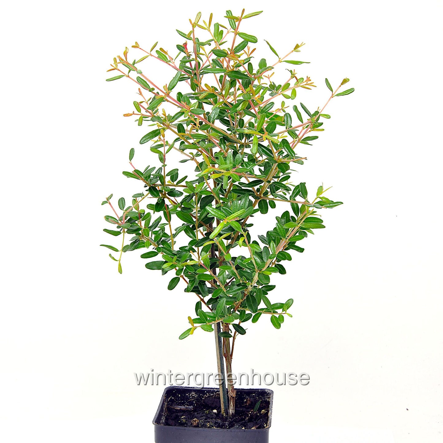 Dwarf Pomegranate Bonsai Tree - Miniature Indoor Plant - Punica granatum nana - Compact Fruit-Bearing Decoration for Home & Garden